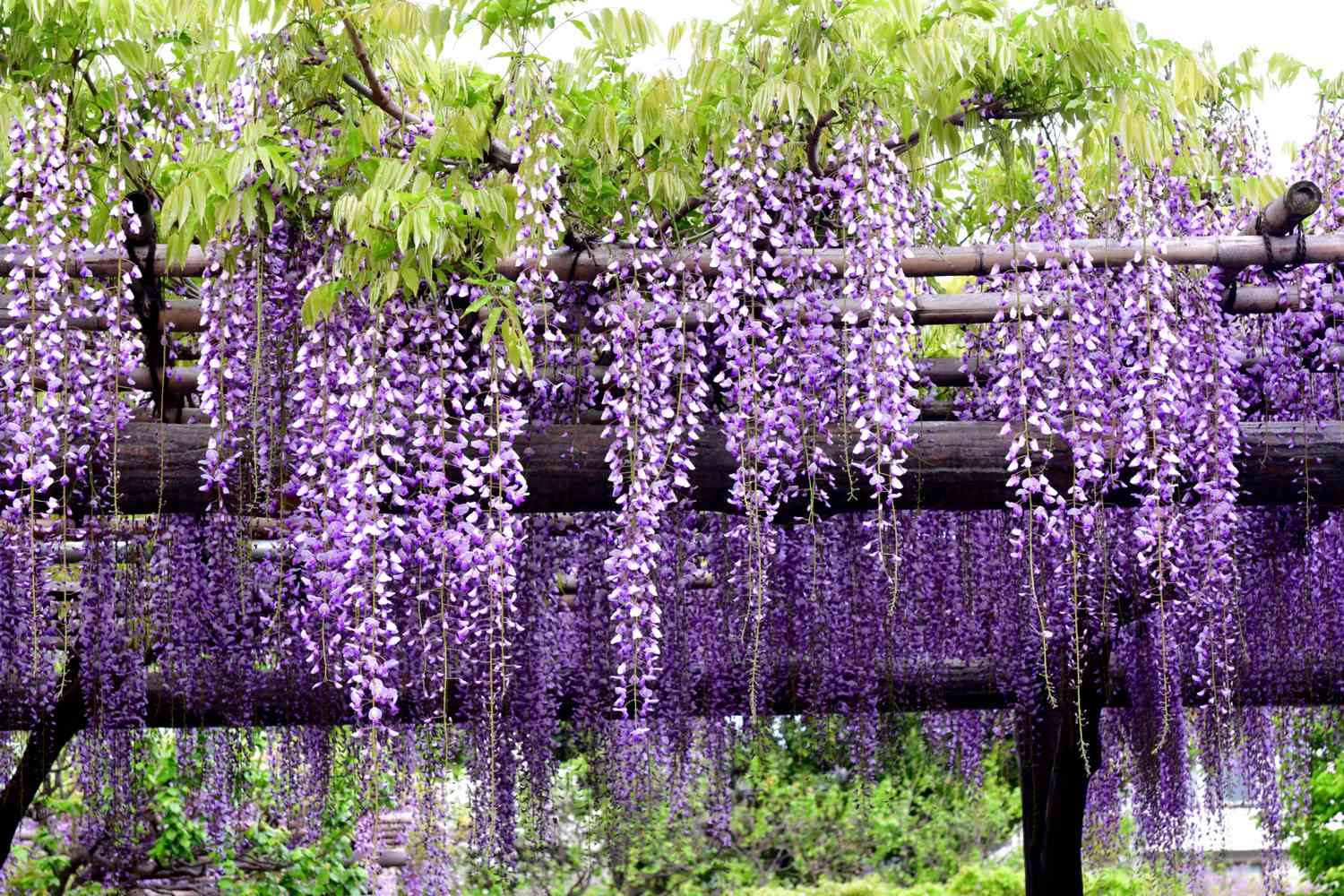 wisteria example