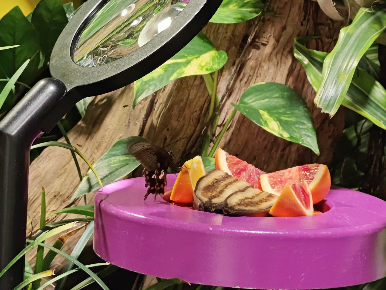 butterfly laying eggs on fruit