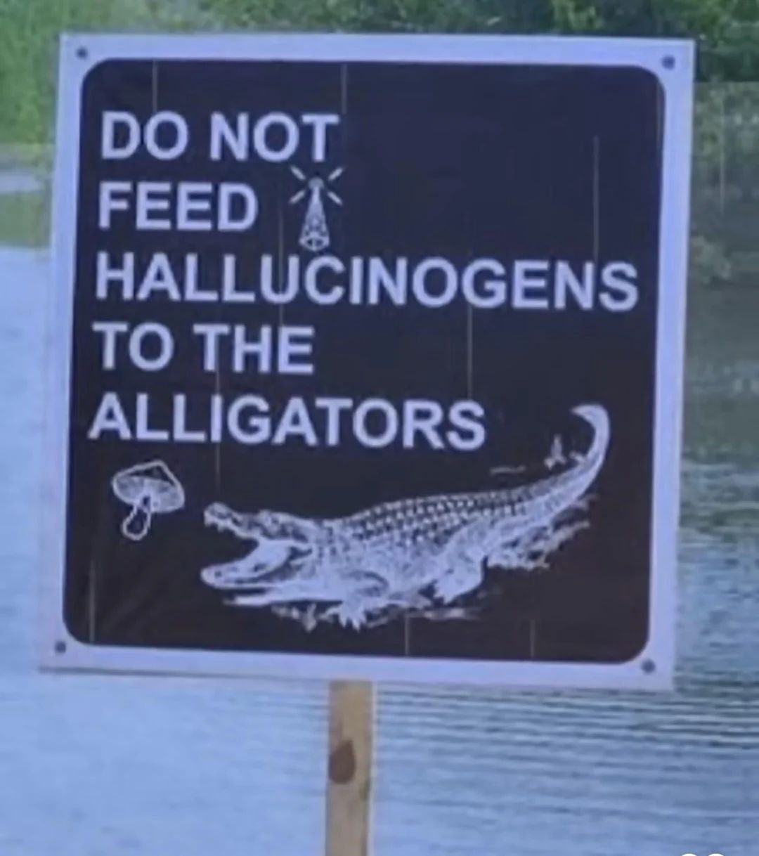 Do not feed hallucinogens to alligators