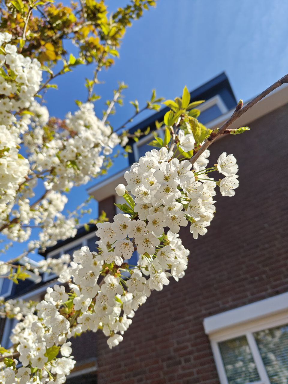 Cherry blossom.