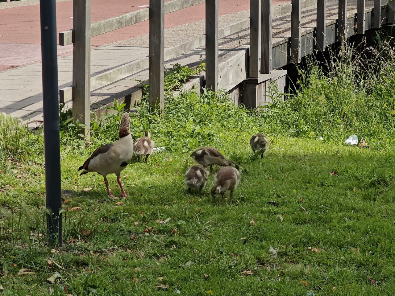 “ducks”.