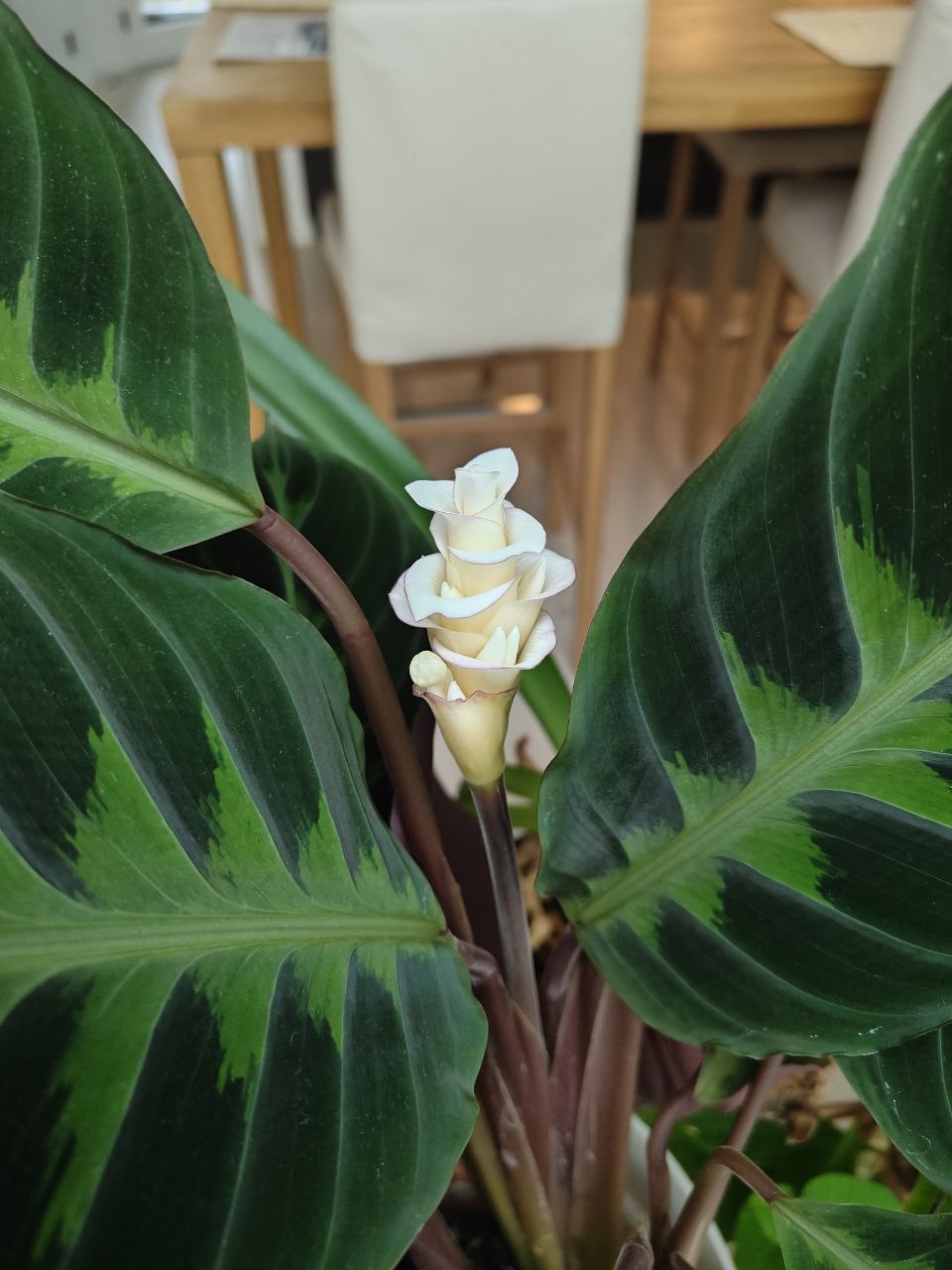 calathea flower.
