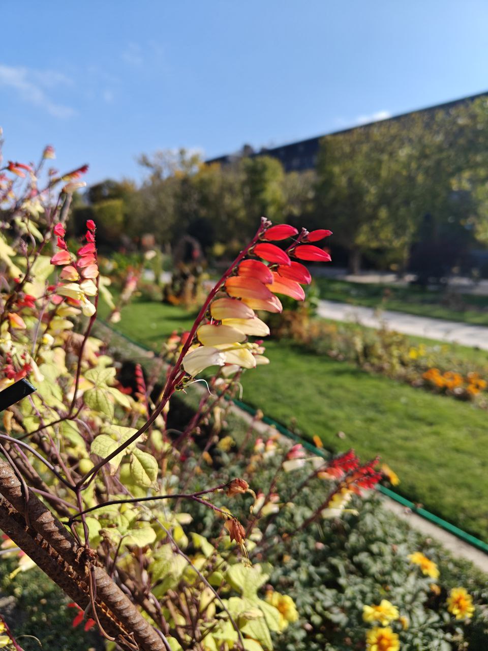 Fall colors on leaves.