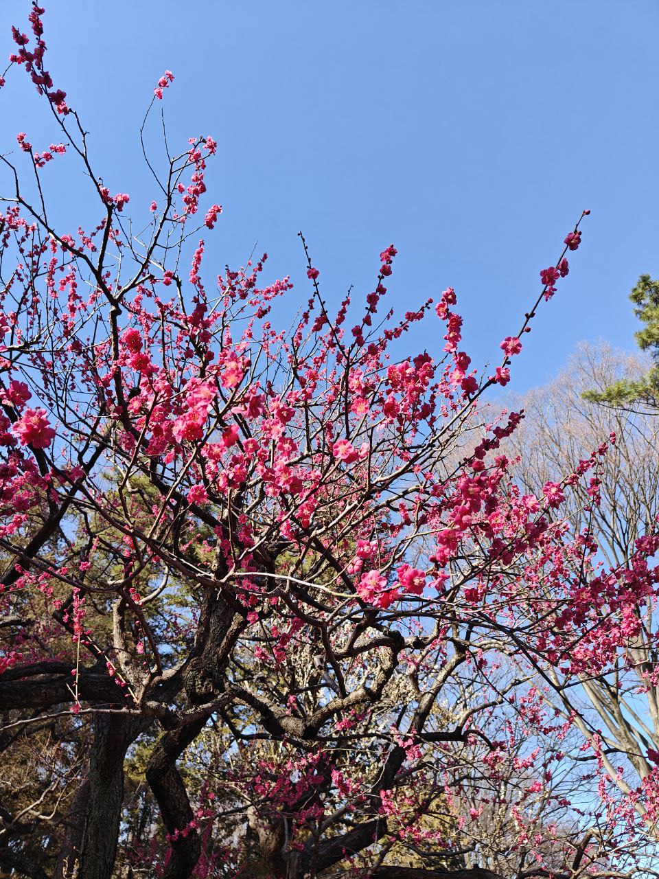 Early cherry blossom.