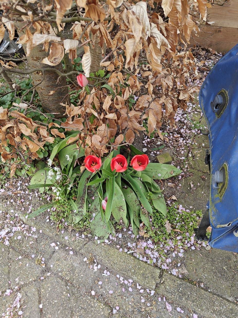 Four tulips still in the ground.