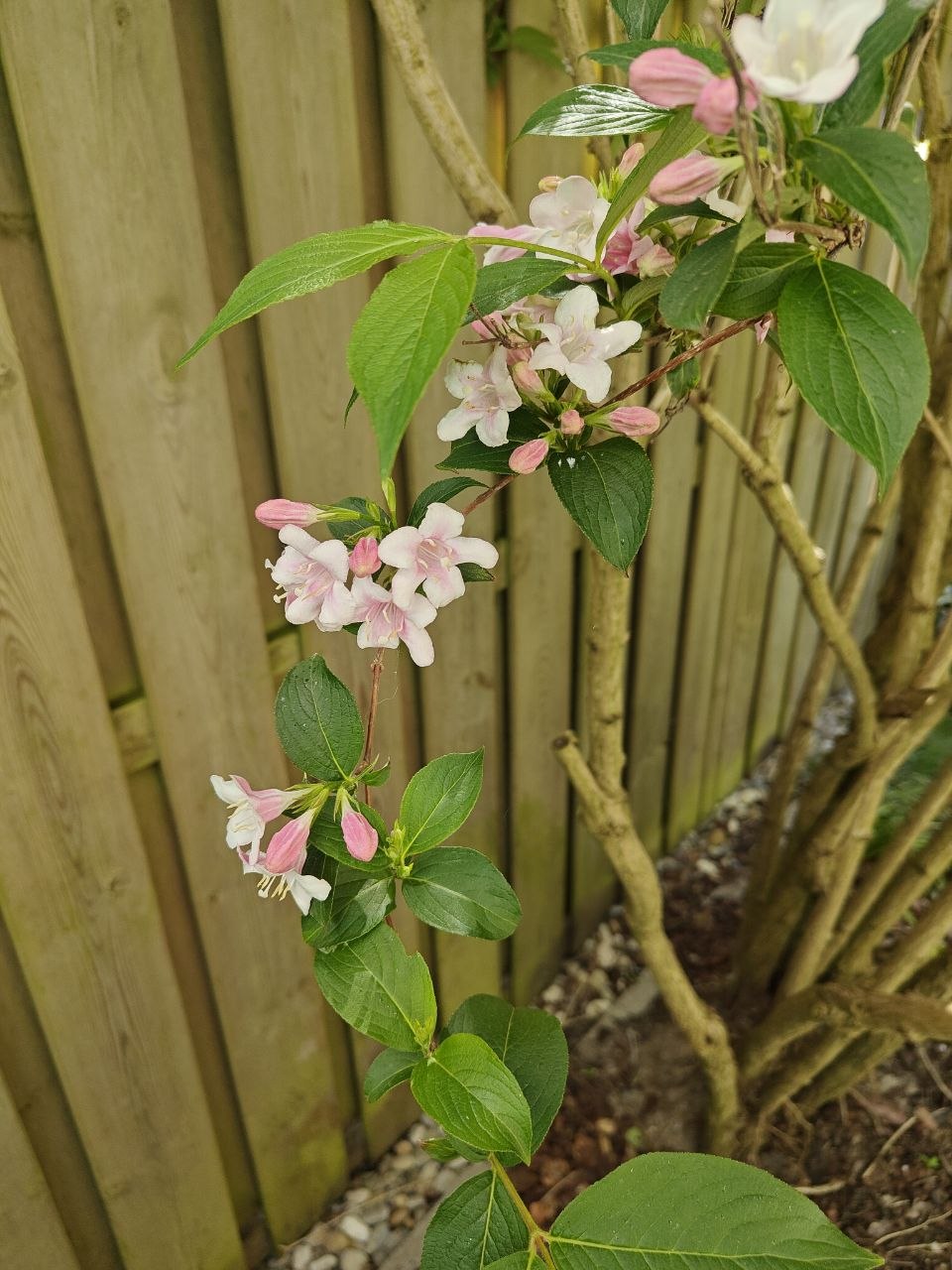 Flowers.