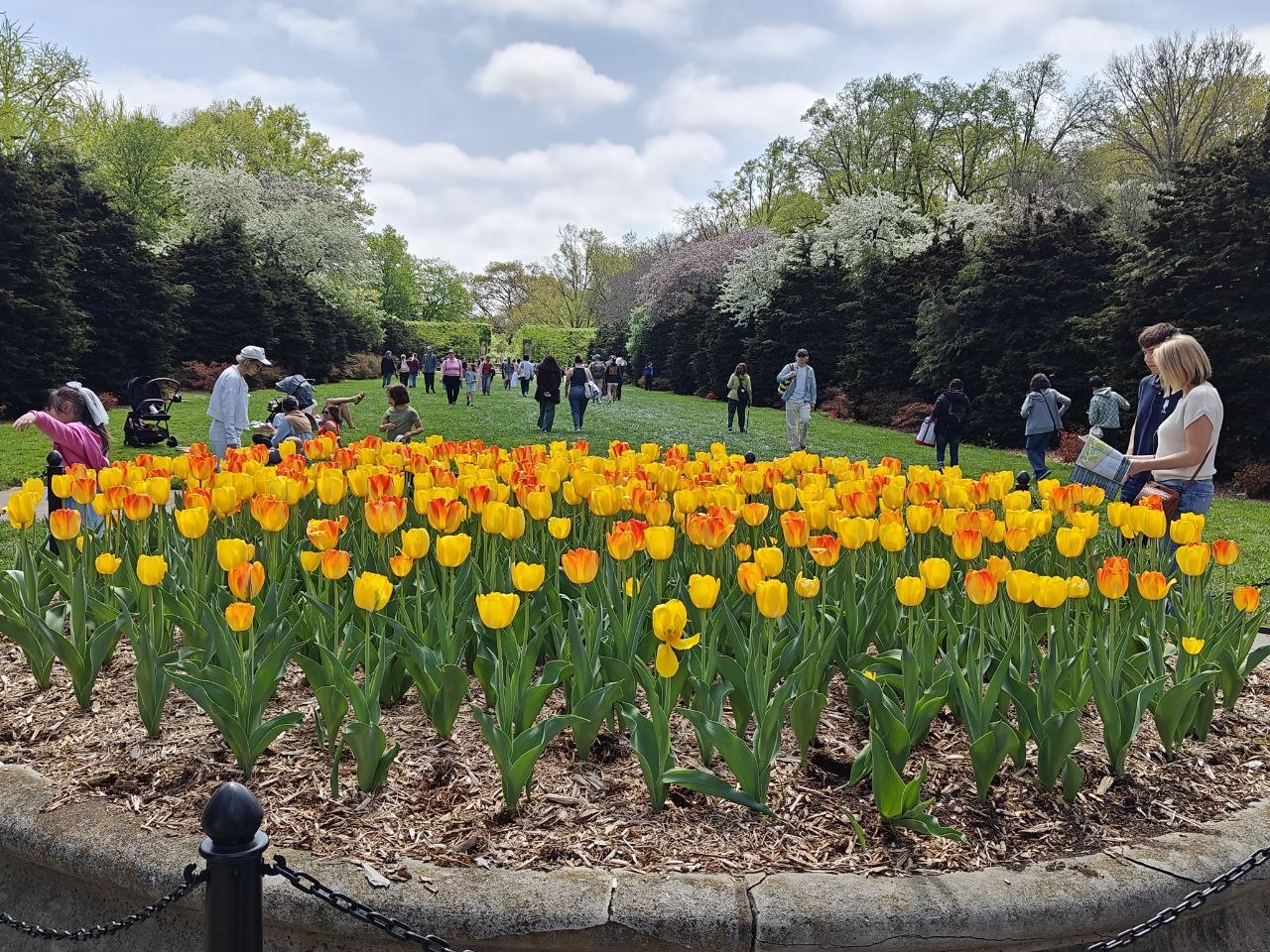 Tulips.
