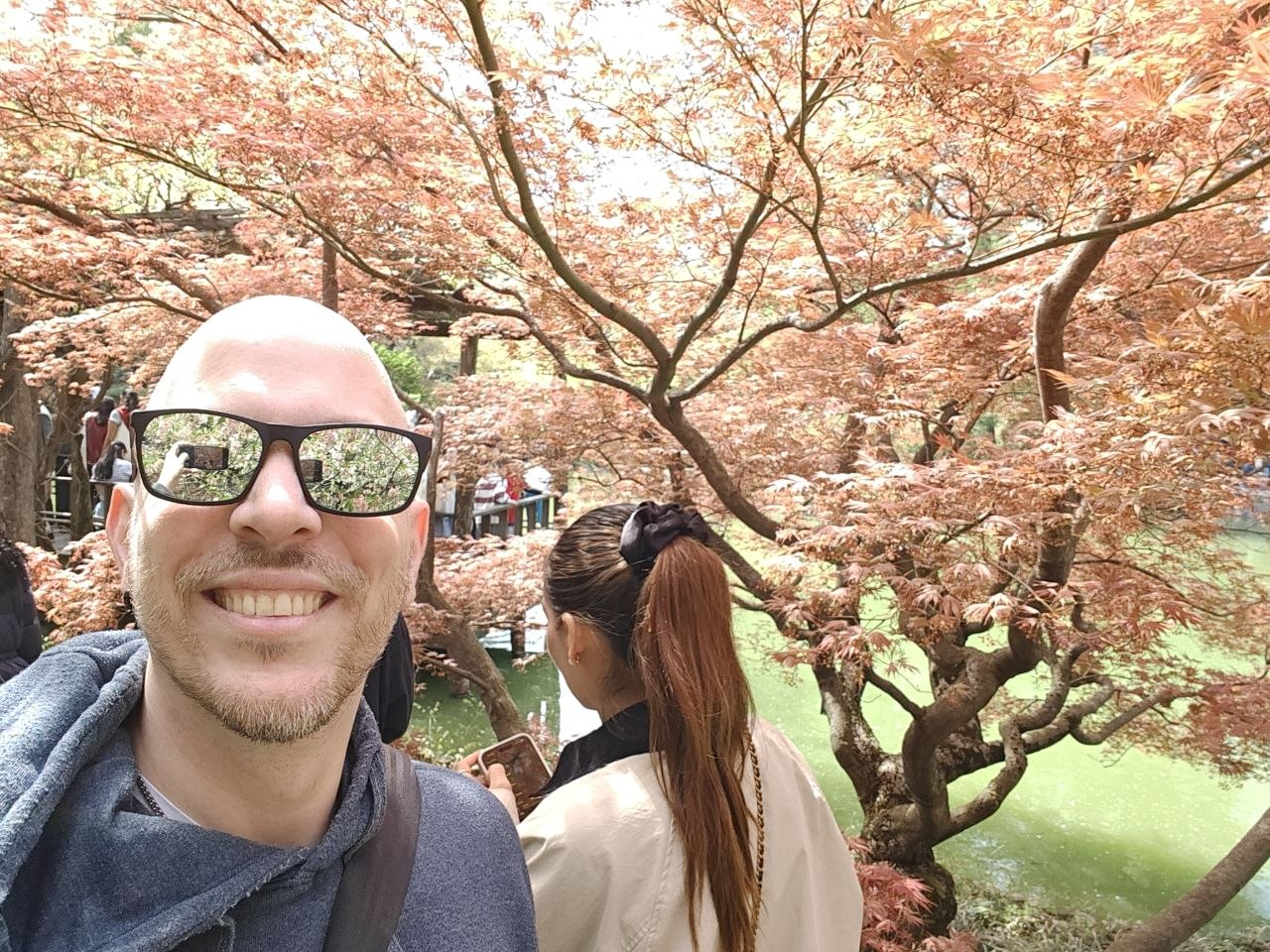 Japanese Maple tree.