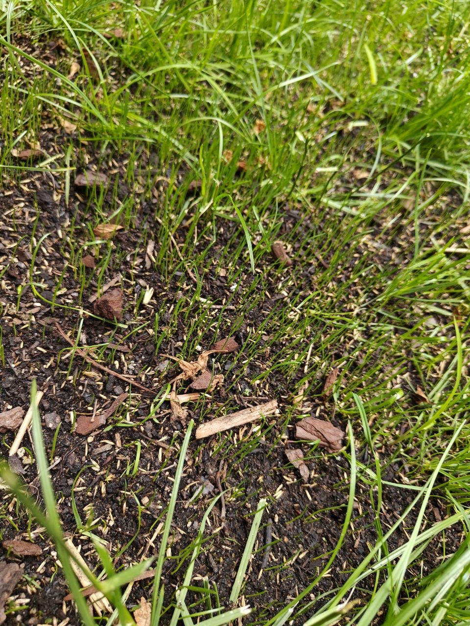 growing grass
