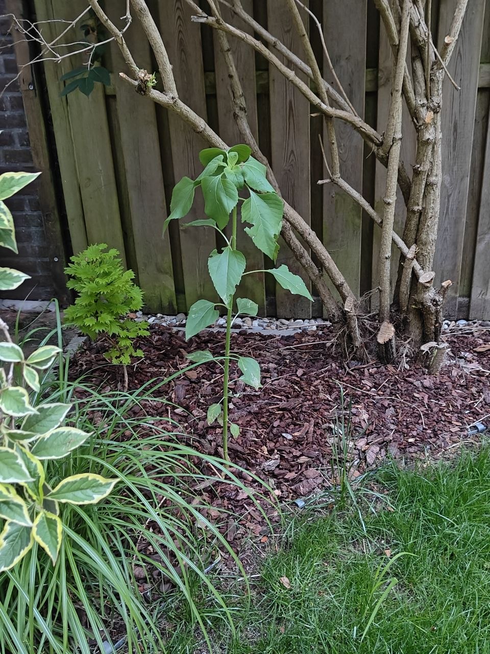 sunflower plant