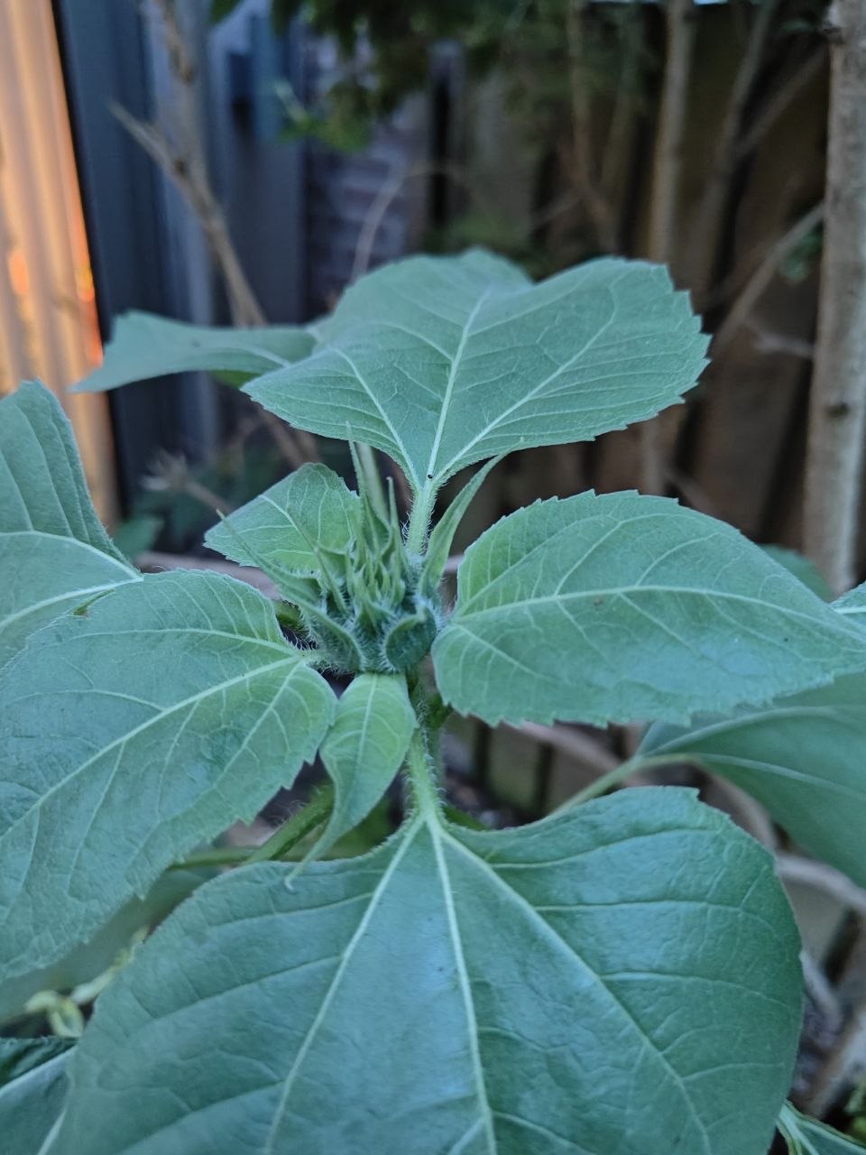 sunflower plant with a bud forming