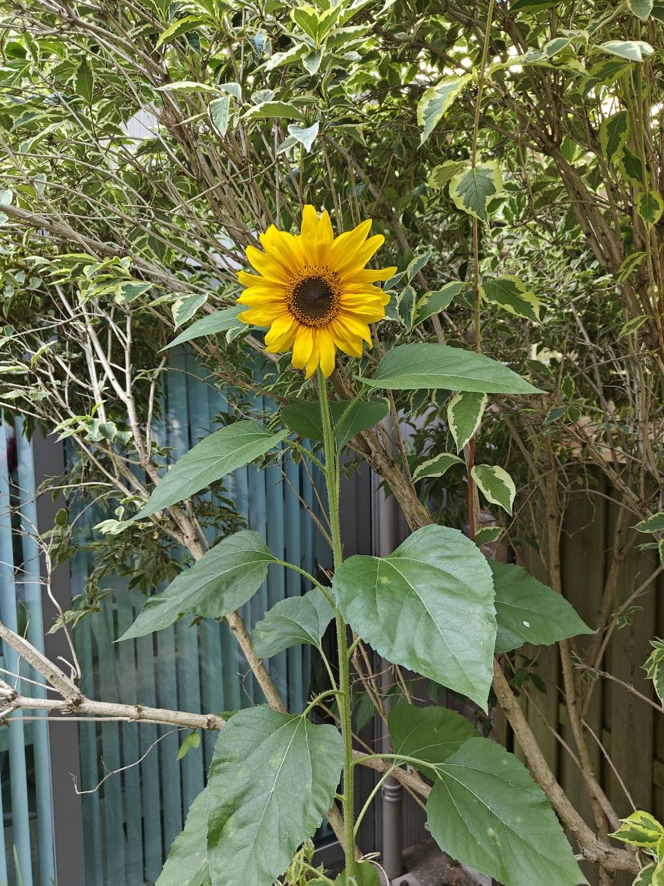 sunflower in bloom