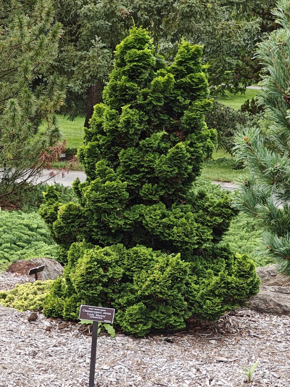 dwarf hinoki cypress 'Little Markey' at the botanical garden