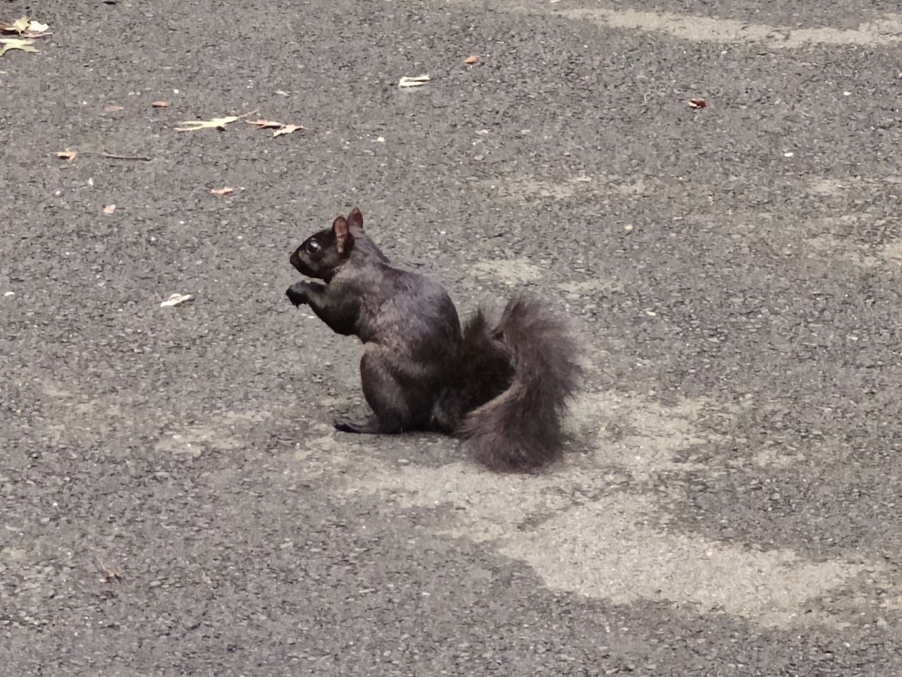 black squirrel eating on the pavement