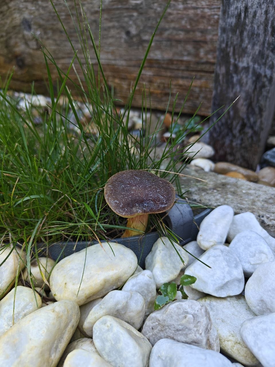 brown mushroom among grass and white pebbles