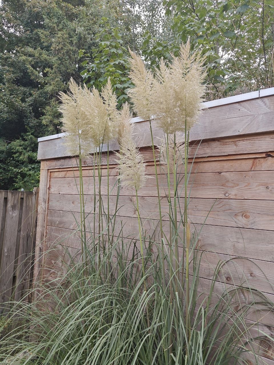 pampas grass plumes against a wooden fence